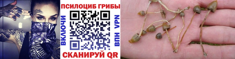 Псилоцибиновые грибы Cubensis  блэк спрут зеркало  Белая Холуница 